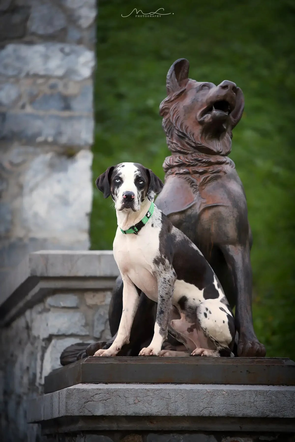 Collar Acolchado Truelove para Perros