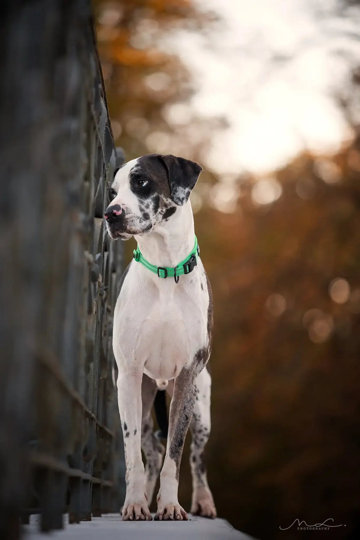 Collar Acolchado Truelove para Perros